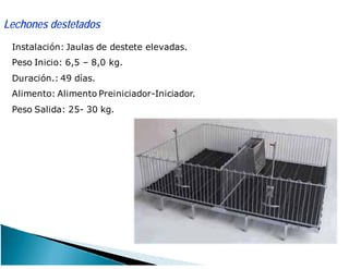 Lechones destetados
Instalación: Jaulas de destete elevadas.
Peso Inicio: 6,5 – 8,0 kg.
Duración.: 49 días.
Alimento: Alimento Preiniciador-Iniciador.
Peso Salida: 25- 30 kg.
 