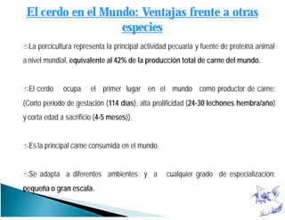 El cerdo en el Mundo: Ventajas frente a otras
especies
La porcicultura representa la principal actividad pecuaria y fuente de proteína animal
a nivel mundial, equivalente al 42% de la producción total de carne del mundo.
El cerdo ocupa el primer lugar en el mundo como productor de carne:
(Corto período de gestación (114 días), alta prolificidad (24-30 lechones hembra/año)
y corta edad a sacrificio (4-5 meses)).
Es la principal carne consumida en el mundo.
Se adapta a diferentes ambientes y a cualquier grado de especialización:
pequeña o gran escala.
 