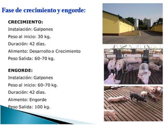 Fase de crecimiento y engorde:
CRECIMIENTO:
Instalación: Galpones
Peso al inicio: 30 kg.
Duración: 42 días.
Alimento: Desarrollo o Crecimiento
Peso Salida: 60-70 kg.
ENGORDE:
Instalación: Galpones
Peso al inicio: 60-70 kg.
Duración: 42 días.
Alimento: Engorde
Peso Salida: 100 kg.
 