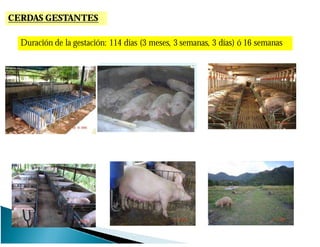 CERDAS GESTANTES
Duración de la gestación: 114 días (3 meses, 3 semanas, 3 días) ó 16 semanas
 