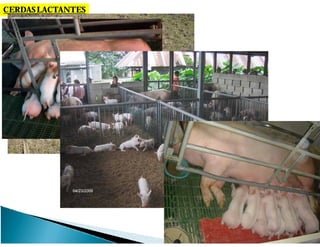 CERDASLACTANTES
 