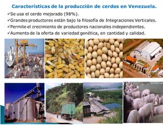 Características de la producción de cerdos en Venezuela.
Se usa el cerdo mejorado (98%).
Grandes productores están bajo la filosofía de Integraciones Verticales.
Permite el crecimiento de productores nacionales independientes.
Aumento de la oferta de variedad genética, en cantidad y calidad.
 
