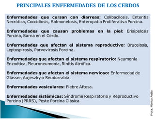 PRINCIPALES ENFERMEDADES DE LOS CERDOS
Enfermedades que cursan con diarreas: Colibacilosis, Enteritis
Necrótica, Coccidiosis, Salmonelosis, Enteropatía Proliferativa Porcina.
Enfermedades que causan problemas en la piel: Erisipelosis
Porcina, Sarna en el Cerdo.
Enfermedades que afectan el sistema reproductivo: Brucelosis,
Leptospirosis, Parvovirosis Porcina.
Enfermedades que afectan el sistema respiratorio: Neumonía
Enzoótica, Pleuroneumonía, Rinitis Atrófica.
Enfermedades que afectan el sistema nervioso: Enfermedad de
Glasser, Aujeszky o Seudorrabia.
Enfermedades vesiculares: Fiebre Aftosa.
Enfermedades sistémicas: Síndrome Respiratorio y Reproductivo
Porcino (PRRS), Peste Porcina Clásica.
Profa.MónicaArdila
 