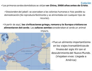 Los primeros cerdos domésticos se sitúan en China, 5000 años antes de Cristo.
Descienden del jabalí: se acercaban a las colonias humanas e hizo posible su
domesticación (Se reproducía fácilmente y se alimentaba con cualquier tipo de
recurso).
A partir de aquí, las civilizaciones griega, romana y la Europa cristiana se
alimentaron del cerdo. Las culturas semitas consideraban al cerdo un animal
impuro.
Evolución
Fue un alimento importantísimo
en los viajes transatlánticos de
finales del siglo XV con el
descubrimiento del Nuevo Mundo.
(Viajaban vivos: Llegada a
América)
 
