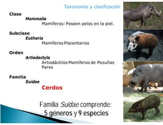 Familia Suidae comprende:
5 géneros y 9 especies
Clase
Mammalia
Mamíferos: Poseen pelos en la piel.
Subclase
Eutheria
Mamíferos Placentarios
Orden
Artiodactyla
Artiodáctilos Mamíferos de Pezuñas
Pares
Familia
Suidae
Cerdos
Taxonomía y clasificación
 