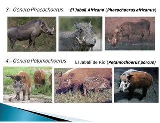 3.- Género Phacochoerus
4.- Género Potomochoerus
El Jabalí Africano (Phacochoerus africanus)
El Jabalí de Río (Potamochoerus porcus)
 