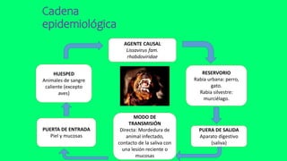 Cadena
epidemiológica
AGENTE CAUSAL
Lissavirus fam.
rhabdoviridae
RESERVORIO
Rabia urbana: perro,
gato.
Rabia silvestre:
murciélago.
HUESPED
Animales de sangre
caliente (excepto
aves)
PUERTA DE ENTRADA
Piel y mucosas
PUERA DE SALIDA
Aparato digestivo
(saliva)
MODO DE
TRANSMISIÓN
Directa: Mordedura de
animal infectado,
contacto de la saliva con
una lesión reciente o
mucosas
 