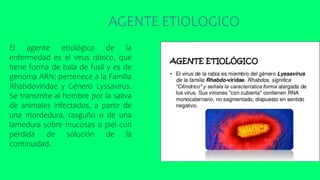 El agente etiológico de la
enfermedad es el virus rábico, que
tiene forma de bala de fusil y es de
genoma ARN; pertenece a la Familia
Rhabdoviridae y Género Lyssavirus.
Se transmite al hombre por la saliva
de animales infectados, a partir de
una mordedura, rasguño o de una
lamedura sobre mucosas o piel con
perdida de solución de la
continuidad.
AGENTE ETIOLOGICO
 