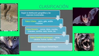 CLASIFICACIÓN
 
