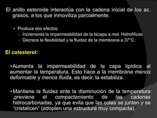 Movimiento de los fosfolípidos:FLIP-FLOP: pueden saltar de una monocapa a la otra, pero se produce poco porque requiere gran gasto de energía. DIFUSIÓN LATERAL: cambian de lugar con fosfolípidos vecinos, dentro de la misma monocapa. Esto da lugar a la difusión lateral.ROTACIÓN: giran sobre su eje longitudinal con rapidez. FLEXIÓN: Separación y aproximación de los extremos de las colas, por flexión de las cadenas carbonadas de los ácidos grasos.