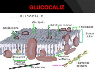 Clase virtual, membrana celular