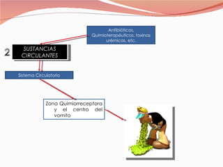 SUSTANCIAS CIRCULANTES Sistema Circulatorio Antibióticos, Quimioterapéuticos, toxinas urémicas, etc. Zona Quimiorreceptora y el centro del vomito 