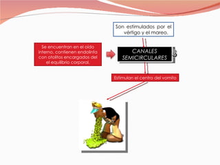 CANALES SEMICIRCULARES Se encuentran en el oído interno, contienen endolinfa con otolitos encargados del el equilibrio corporal. Son estimulados por el vértigo y el mareo. Estimulan el centro del vomito 