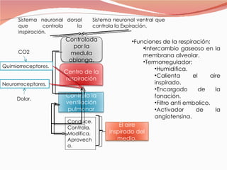 Dolor. Sistema neuronal dorsal que controla la inspiración. Sistema neuronal ventral que controla la Expiración. Conduce. Controla. Modifica. Aprovecha. Funciones de la respiración: Intercambio gaseoso en la membrana alveolar. Termorregulador: Humidifica. Calienta el aire inspirado. Encargado de la fonación. Filtro anti embolico. Activador de la angiotensina. Quimiorreceptores. Neurorreceptores. CO2 Controla la ventilación pulmonar Controlada por la medula oblonga. Centro de la respiración El aire inspirado del medio. 