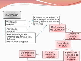 Ventilación alveolar. Ventilación uniforme. Perfusión sanguínea uniforme capilar-alveolar. Difusión. Distribución de gases. Trabajo de la respiración: es la energía utilizada para inflar y sacar el aire de los pulmones RESPIRACIÓN Contracción del diafragma Aumenta la presión intrapleural Acumulo de energía Ruptura de la resistencia de las fibras elásticas Romper la tensión de superficie Expansión de loa pulmones 