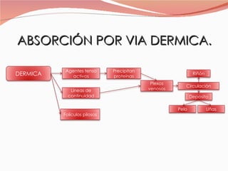 ABSORCIÓN POR VIA DERMICA. DERMICA Agentes tenso activos Líneas de continuidad Folículos pilosos Precipitan proteínas Plexos venosos Circulación Riñón Deposito Pelo Uñas 