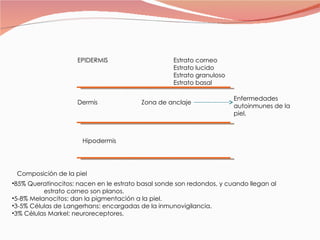 EPIDERMIS Estrato corneo Estrato lucido Estrato granuloso Estrato basal Dermis Zona de anclaje Hipodermis Enfermedades autoinmunes de la piel. 85% Queratinocitos: nacen en le estrato basal sonde son redondos, y cuando llegan al  estrato corneo son planos. 5-8% Melanocitos: dan la pigmentación a la piel. 3-5% Células de Langerhans: encargadas de la inmunovigilancia. 3% Células Markel: neuroreceptores. Composición de la piel 
