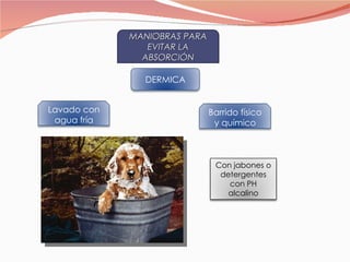 MANIOBRAS PARA EVITAR LA ABSORCIÓN DERMICA Lavado con agua fría Barrido físico y químico Con jabones o detergentes con PH alcalino 
