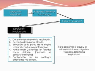 Para aproximar el agua y el alimento al sistema digestivo y alejarlo del sistema respiratorio. Deglución involuntaria Deglución voluntaria Paso del alimento a la faringe Estimulo sensorial Cese momentáneo en la respiración. Elevación del paladar blando. Elevación de la punta de la lengua (cerrar el conducto nasofaríngeo) Hueso hiodes y la laringe son halados hacia delante. (cerrando el conducto faríngeo) Contracción de los cartílagos aritenoides y la laringe . 