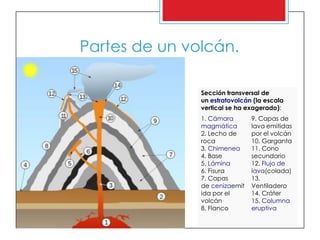 Partes de un volcán.
Sección transversal de
un estratovolcán (la escala
vertical se ha exagerado):
1. Cámara
magmática
2. Lecho de
roca
3. Chimenea
4. Base
5. Lámina
6. Fisura
7. Capas
de cenizaemit
ida por el
volcán
8. Flanco
9. Capas de
lava emitidas
por el volcán
10. Garganta
11. Cono
secundario
12. Flujo de
lava(colada)
13.
Ventiladero
14. Cráter
15. Columna
eruptiva
 