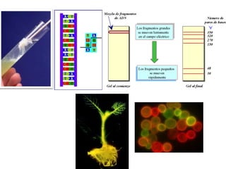 Clase x bloque iv epigenetica, genoma y tecnologia del adn 2015
