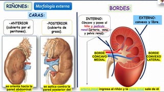 CLASE XVI-APARATO URINARIO-anatomia.pptx