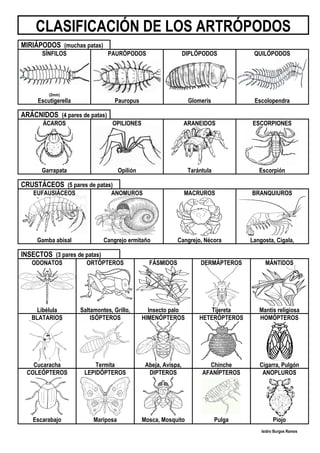 Isidro Burgos Ramos
CLASIFICACIÓN DE LOS ARTRÓPODOS
MIRIÁPODOS (muchas patas)
SÍNFILOS PAURÓPODOS DIPLÓPODOS QUILÓPODOS
(2...
