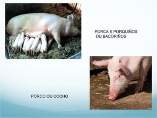 PORCA E PORQUIÑOS
                 OU BACORIÑOS




PORCO OU COCHO
 