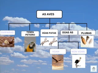 AS AVES




OVÍPARAS    TEÑEN    DÚAS PATAS    DÚAS ÁS   PLUMAS
           PETEIRO




                            VOAN        NON VOAN
 