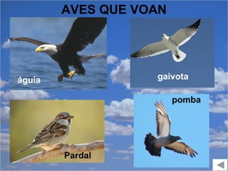 AVES QUE VOAN




águia              gaivota

                        pomba




        Pardal
 