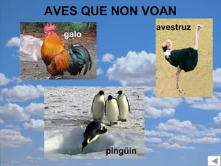 AVES QUE NON VOAN
                   avestruz
  galo




         pingüin
 