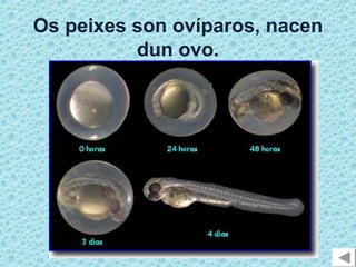 Os peixes son ovíparos, nacen
          dun ovo.
 