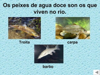 Os peixes de agua doce son os que
           viven no río.




     Troita           carpa




              barbo
 