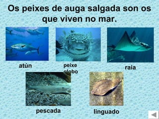 Os peixes de auga salgada son os
       que viven no mar.




  atún             peixe              raia
                   globo




         pescada           linguado
 