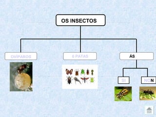 OS INSECTOS




OVÍPAROS      6 PATAS         ÁS




                         SI        NON
 