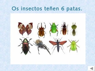 Os insectos teñen 6 patas.
 