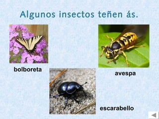 Algunos insectos teñen ás.




bolboreta
                      avespa




                  escarabello
 