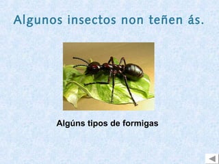 Algunos insectos non teñen ás.




      Algúns tipos de formigas
 
