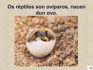 Os réptiles son ovíparos, nacen
            dun ovo.
 