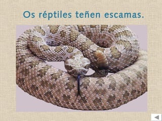 Os réptiles teñen escamas.
 