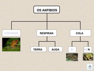 OS ANFIBIOS




OVÍPAROS      RESPIRAN          COLA




           TERRA    AUGA   SI          NON
 
