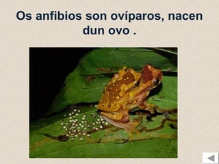 Os anfibios son ovíparos, nacen
           dun ovo .
 