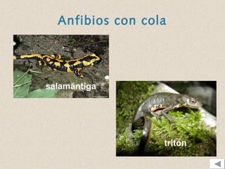Anfibios con cola




salamántiga




                  tritón
 