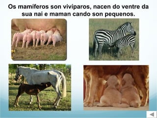 Os mamíferos son vivíparos, nacen do ventre da
    sua nai e maman cando son pequenos.
 