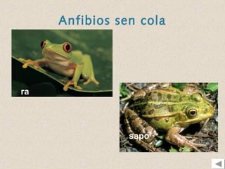 Anfibios sen cola




ra




                sapo
 