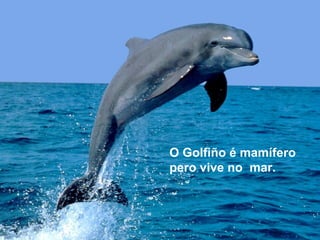 O Golfiño é mamífero
pero vive no mar.
 