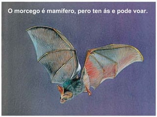 O morcego é mamífero, pero ten ás e pode voar.
 