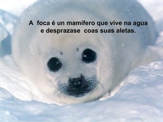 A foca é un mamífero que vive na agua
   e desprazase coas suas aletas.
 