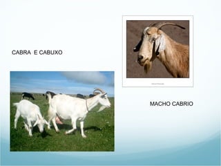 CABRA E CABUXO




                 MACHO CABRIO
 