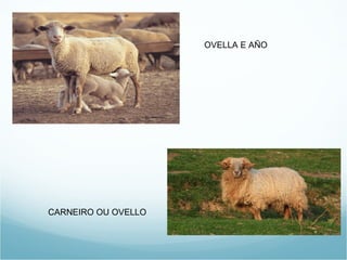 OVELLA E AÑO




CARNEIRO OU OVELLO
 